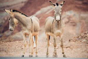 2-wild-donkeys-2022-03-06-14-19-35-utc