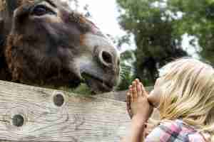 Greece, Corfu, girl watching donkey