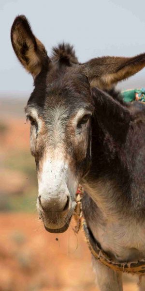 Donkey, farm animal in the Moroccan countryside of Sidi Ifni.
